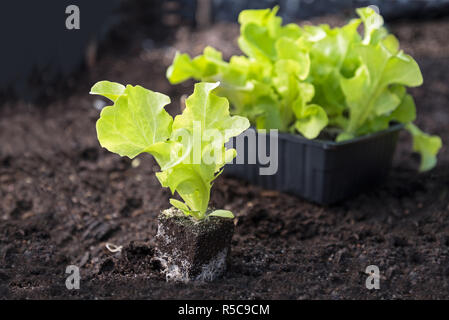 young lettuce plants ready for planting on dark brown soil in the vegetable garden bed,  selected focus and narrow of field Stock Photo