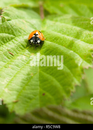 red ladybird spotted on leaf Stock Photo