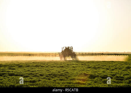 Tractor on the sunset background. Tractor with high wheels is making fertilizer on young wheat. The use of finely dispersed spray chemicals Stock Photo