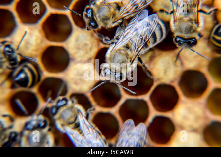 Macro photograph of bees. Dance of the honey bee. Bees in a bee hive on honeycombs. Stock Photo
