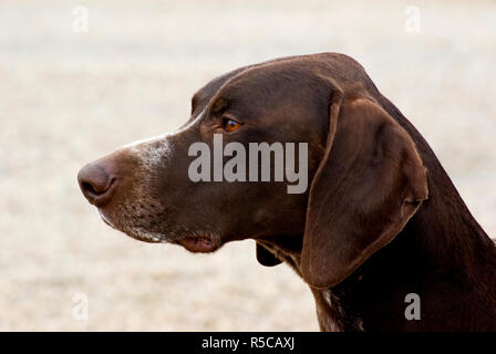 German Shorthaired Pointer Stock Photo