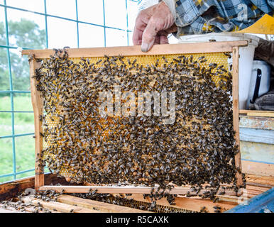 An elderly beekeeper is holding bees' honeycomb with bees in his hand. Honey bee. apiary. Stock Photo