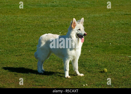 German Shepherd Dog Stock Photo