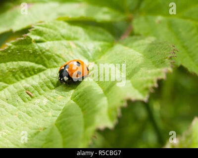 red ladybird spotted on leaf Stock Photo