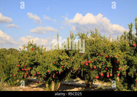 Israel, Shephelah, Pomegranate tree (Punica granatum) in Moshav Lachish Stock Photo