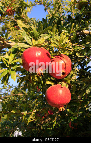 Israel, Shephelah, Pomegranate tree (Punica granatum) in Moshav Lachish Stock Photo