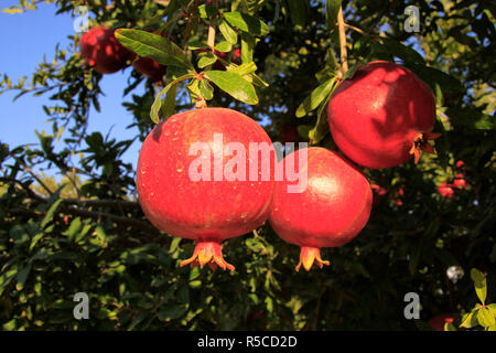 Israel, Shephelah, Pomegranate tree (Punica granatum) in Moshav Lachish Stock Photo