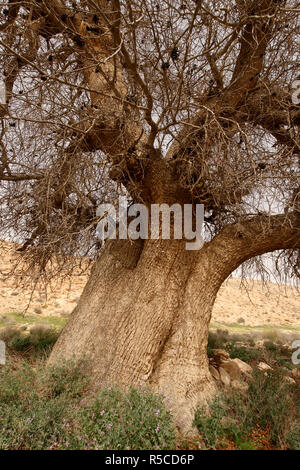 Israel, the Negev desert. Atlantic Pistachio in Wadi Elot Stock Photo