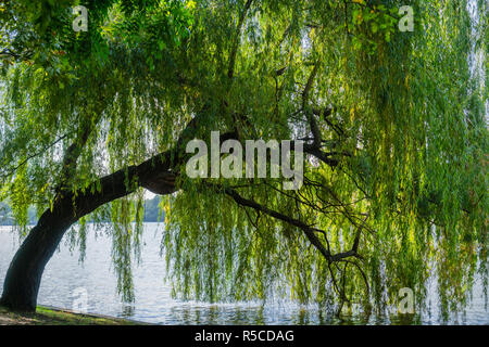 Weeping willow tree on the shoreline of Herastrau Lake, Bucharest, Romania Stock Photo