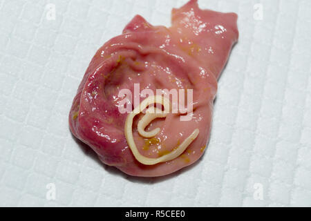 taenia taeniaeformis in the stomach of a cat. Cat with gastritis Stock Photo