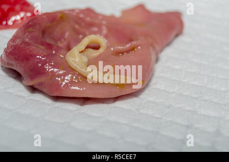 taenia taeniaeformis in the stomach of a cat. Cat with gastritis Stock Photo