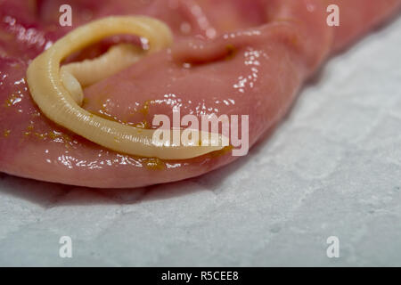 taenia taeniaeformis in the stomach of a cat. Cat with gastritis Stock Photo