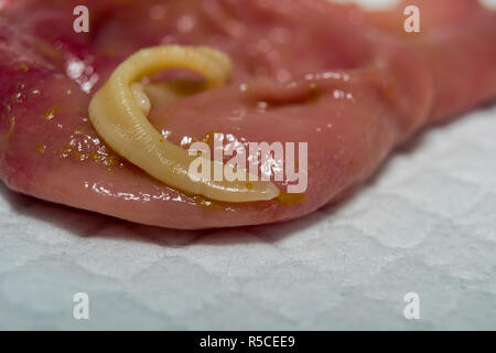 taenia taeniaeformis in the stomach of a cat. Cat with gastritis Stock Photo