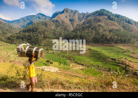 Indonesia, Java, Magelang, Man carrying basket of coal past Rice paddies near Borobudur Stock Photo