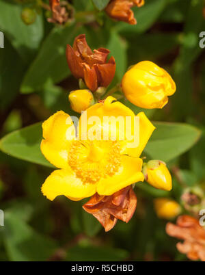 wonderful yellow hypericum patulum outside in bloom Stock Photo