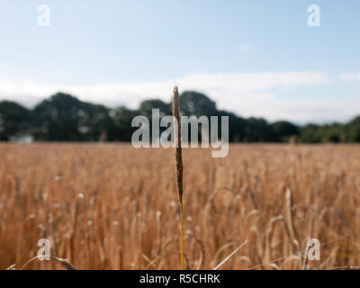 Stock Photo - single strand of field of golden grass wheat in summer wivenhoe essex england uk Stock Photo