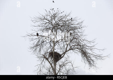 bald eagle nest,  common starling and crows, Vancouver Canada Stock Photo