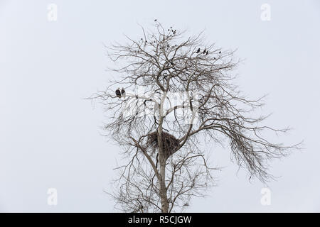 bald eagle nest,  common starling and crows, Vancouver Canada Stock Photo