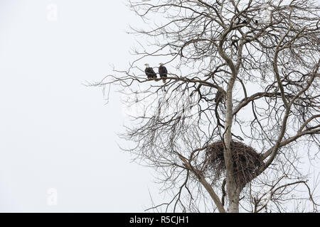 bald eagle nest,  common starling, Vancouver Canada Stock Photo