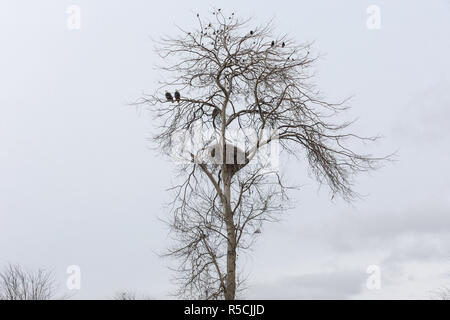 bald eagle nest,  common starling and crows, Vancouver Canada Stock Photo