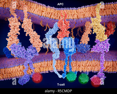 Activation of T-cell immune response, illustration. Array of proteins interacting on the surface membranes of a T-cell (across bottom) and an antigen presenting cell (APC, across top). Shown here is the interaction of MHC-II (red) with the T-cell receptor (TCR, blue), and CD4 (light blue) and B7-1 (orange) with CD-28 (dark blue), activating T-cells. The interaction of B7-1 (orange) with CTLA-4 (purple) and PD-L1 (yellow) with PD-1 (purple) deactivates T-cells. T-cells are a key part of the immune system. For this illustration with full labelling, see image F023/0923. Stock Photo