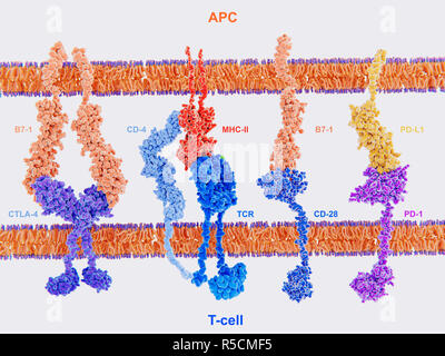 Activation of T-cell immune response, illustration. Array of proteins interacting on the surface membranes of a T-cell (across bottom) and an antigen presenting cell (APC, across top). These proteins are involved in both the activation and deactivation of the T-cells. Shown here is the interaction of MHC-II (red) with the T-cell receptor (TCR, blue), and CD4 (light blue) and B7-1 (orange) with CD-28 (dark blue), activating T-cells. The interaction of B7-1 (orange) with CTLA-4 (purple) and PD-L1 (yellow) with PD-1 (purple) deactivates T-cells. T-cells are a key part of the immune system. Stock Photo