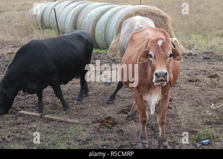 Scott Ranch Stock Photo