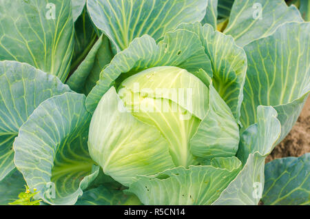 worm - pest of cabbage. disease of vegetables in the field. enemy farmer - caterpillar. farming, agriculture. close up Stock Photo