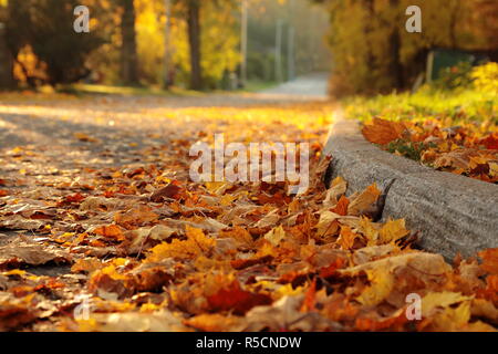 Maple leaves on the ground and on the silent road. Autumn colors, yellow and orange. Colorful end of the summer.