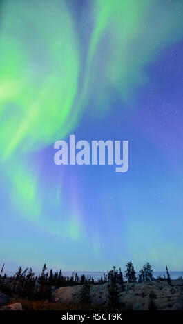 Aurora Borealis, over coniferous forest at night, Finland Stock Photo ...