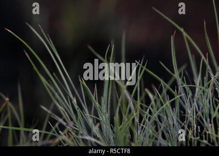 Grass Leaf Blades Emerging From Burnt Clump Stock Photo