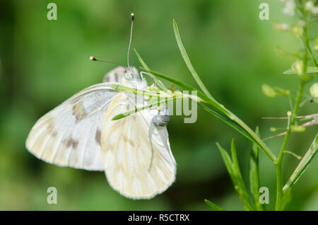 Checkered White, Pontia protodice, female ovipositing on Virginia pepperweed, Lepidium virginicum Stock Photo