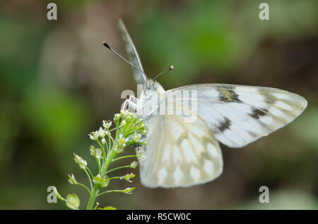 Checkered White, Pontia protodice, female ovipositing on Virginia pepperweed, Lepidium virginicum Stock Photo