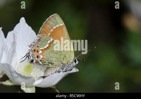 Juniper Hairstreak, Callophrys gryneus, on Apache Plume, Fallugia paradoxa