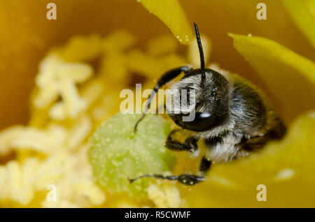 Orange-tipped Woodborer, Lithurgopsis apicalis, male in prickly pear, Opuntia phaeacantha, blossom