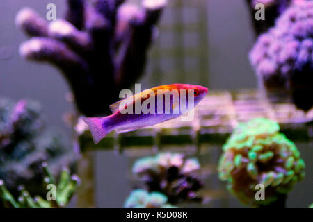 Multicolor Lubbock Fairy Wrasse - (Cirrhilabrus lubbocki) Stock Photo