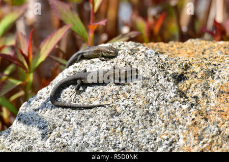 young sand lizards sunbathing Stock Photo