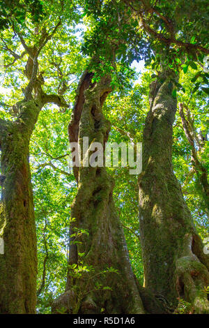 Antarctic beech tree Nothofagus Moorei in the rainforest in Springbrook national park,Gold coast hinterland,Queensland,Australia Stock Photo