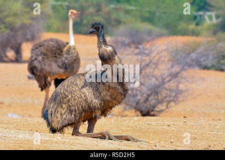 Emu and common ostrich Stock Photo