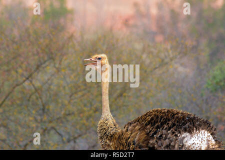 Common ostrich female Stock Photo