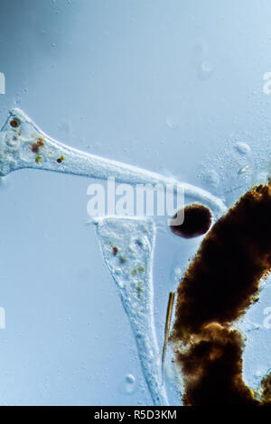 trumpetfish plankton in the pond Stock Photo