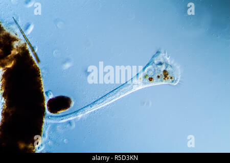 trumpetfish plankton in the pond Stock Photo