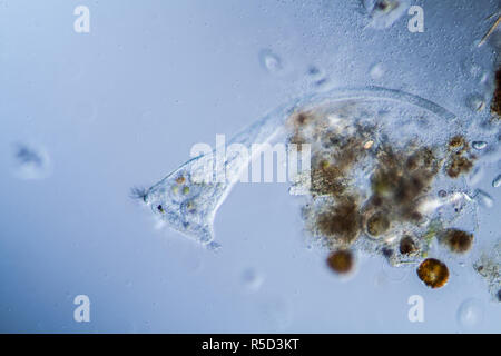 trumpetfish plankton in the pond Stock Photo