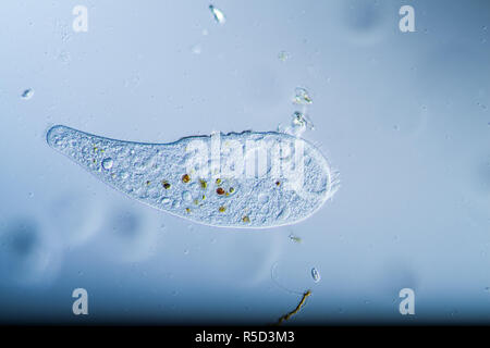 trumpetfish plankton in the pond Stock Photo