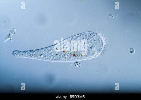 trumpetfish plankton in the pond Stock Photo