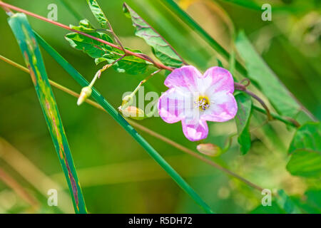 field winds,convulvus arvensis with barley Stock Photo