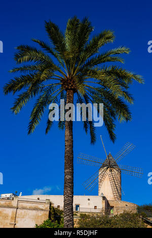 View of windmills against a blue sky with palm trees Phoenix dactylifera in Palma, Palma de Mallorca, Mallorca, Majorca, Balearic Islands, Spain Stock Photo