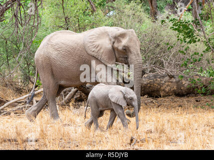 An African Elephant mother and calf in Southern African woodland Stock Photo