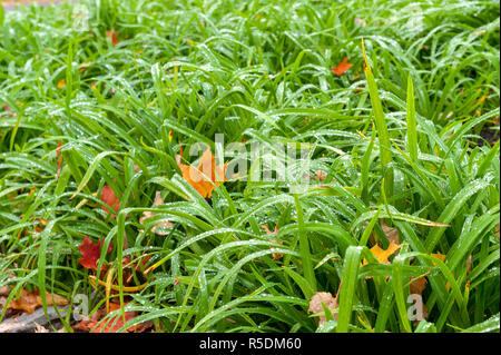 close up of water droplets on green grass Stock Photo