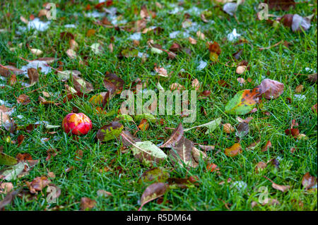 half eaten apple and dead leaves on grass Stock Photo